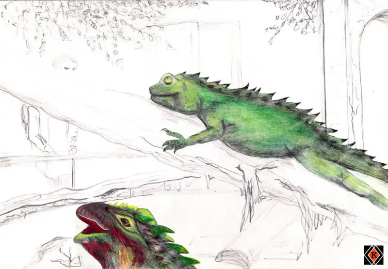 Geckos